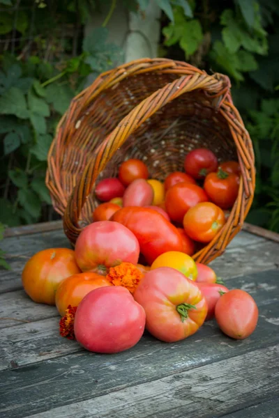 Красные и желтые помидоры в плетеной корзине на старом деревянном столе — стоковое фото