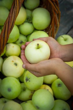 Beyaz elma çeşitli Papirovka üzerinde eski bir woode hasır sepet içinde