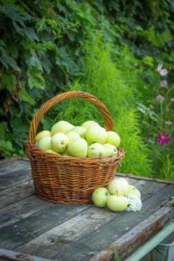 Beyaz elma çeşitli Papirovka üzerinde eski bir woode hasır sepet içinde