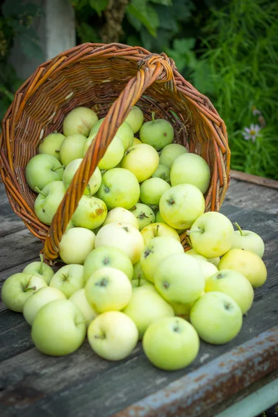 Manzana blanca variedad Papirovka en una canasta de mimbre en un viejo bosque — Foto de Stock