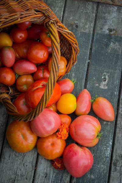 Tomates vermelhos e amarelos em cesta de vime em uma mesa de madeira velha — Fotografia de Stock