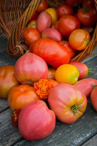 Tomates vermelhos e amarelos em cesta de vime em uma mesa de madeira velha — Fotografia de Stock