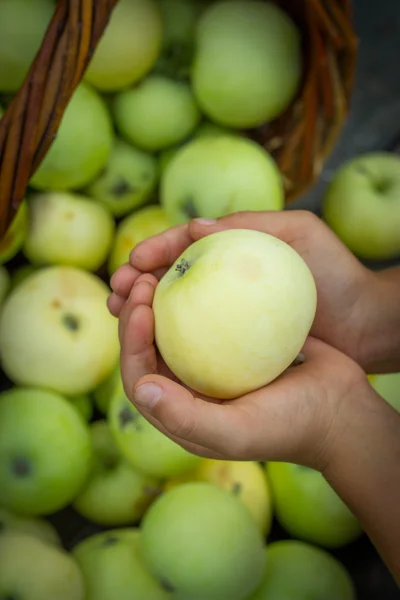 Manzana blanca variedad Papirovka en una canasta de mimbre en un viejo bosque — Foto de Stock