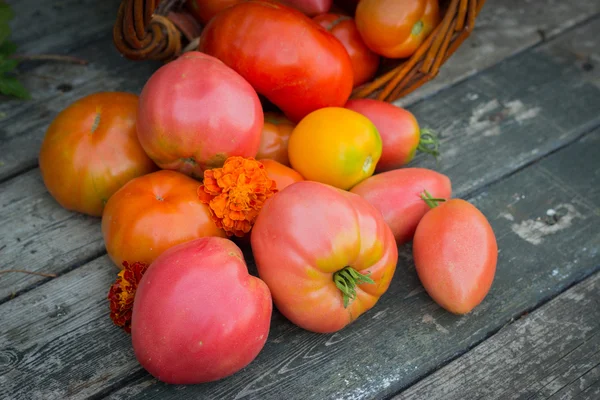 Red and yellow tomatoes in wicker basket on an old wooden table — Stock Photo, Image
