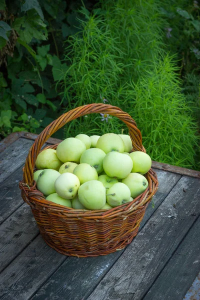 Manzana blanca variedad Papirovka en una canasta de mimbre en un viejo bosque — Foto de Stock