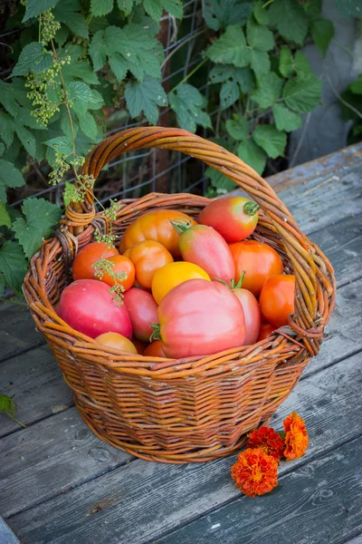 Tomates vermelhos e amarelos em cesta de vime em uma mesa de madeira velha — Fotografia de Stock