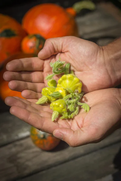 Dans les mains des hommes sont petits pâtisson jaune, au milieu de citrouilles orange — Photo