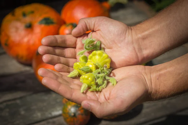 Nas mãos dos homens são pequenos pátios amarelos, em meio a abóbora laranja — Fotografia de Stock