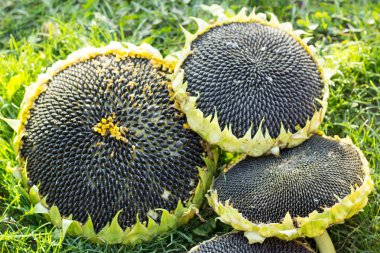 hats sunflower seeds ripe, black sunflower seeds in the autumn g clipart
