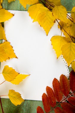 sonbahar yaprakları huş ağacı, üvez, rowan meyve bir backgrou üzerinde