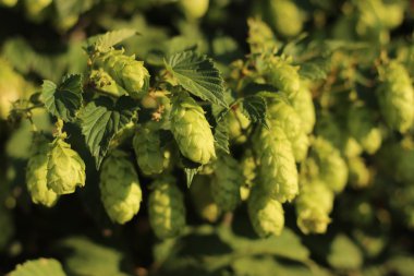 Yeşil hop koniler, lsen, mavi gökyüzü