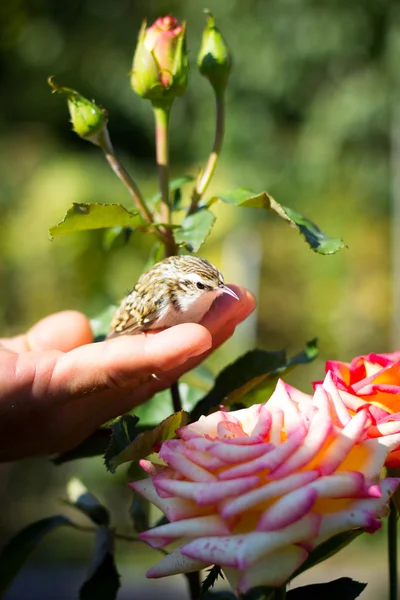 small bird sparrow in the men's and children's hands against the