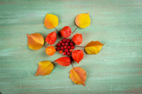Physalis kırmızı kutu, kırmızı meyveler Physalis, sarı yaprakları bir woode — Stok fotoğraf