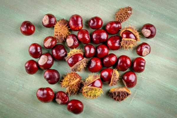 Fruit brown chestnuts, chestnuts in a peel on a wooden turquoise — Stock Photo, Image
