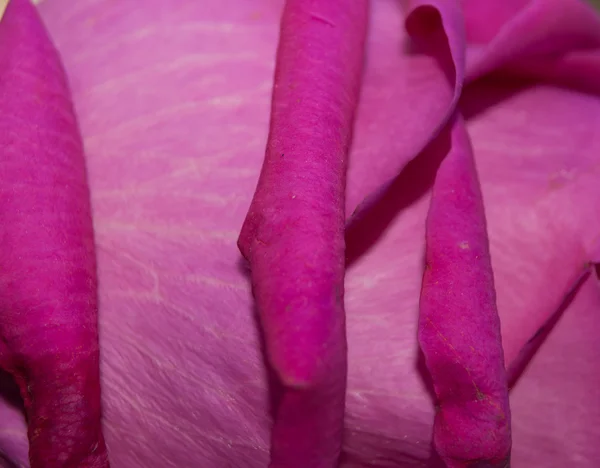 Róża tekstura zbliżenie — Zdjęcie stockowe