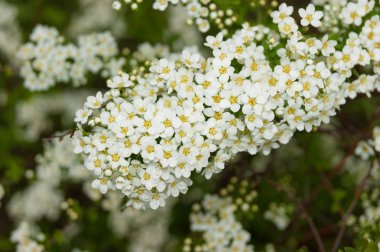 Beyaz erkeçsakalı yakın çekim