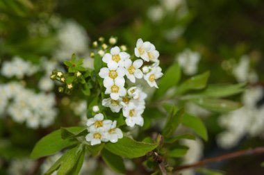 Beyaz erkeçsakalı yakın çekim