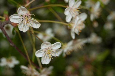 beyaz çiçekler yakın çekim