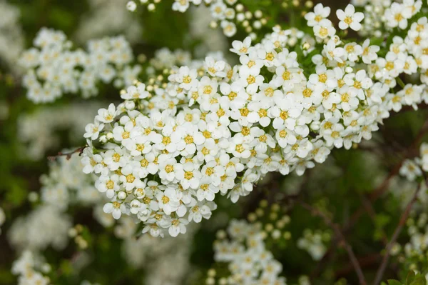 Fehér spirea közelről — Stock Fotó