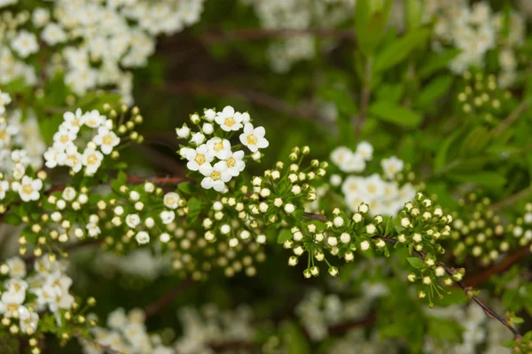 Witte bloemen — Stockfoto