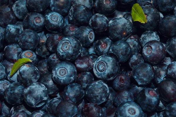 Gros plan sur Blueberry textur — Photo