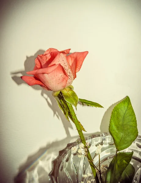 Маленькая роза с блестками — стоковое фото