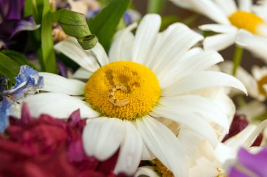 Caterpillar daisy Tarih