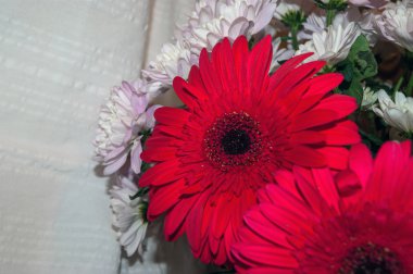 Gerbera yakın çekim buket