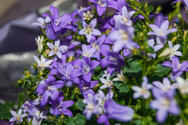 Harebells tekstura zbliżenie — Zdjęcie stockowe