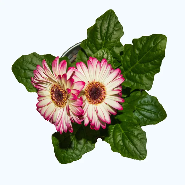 pembe gerbera izole