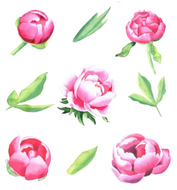 Şakayık seti. Beyaz arkaplanda elle çizilmiş illüstrasyon