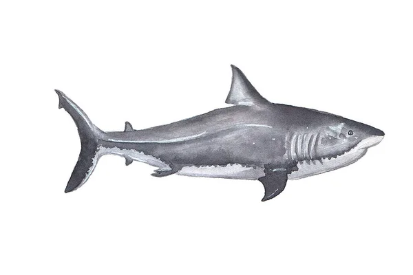 水彩画鲨鱼白色背景上的手绘插图 — 图库照片