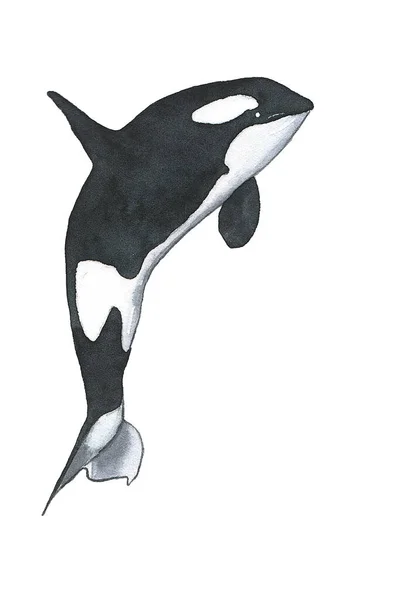水彩画杀人鲸被白色背景隔离。海底世界。海底动物 — 图库照片