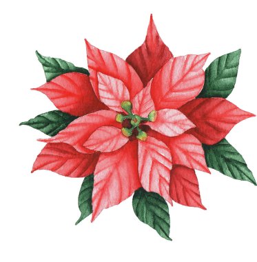Noel Poinsettia çiçeği. Suluboya çizimi beyaz arkaplanda izole edildi. Çiçek stilinde tebrik kartları, çelenkler ve çerçeveler için tasarım ögeleri