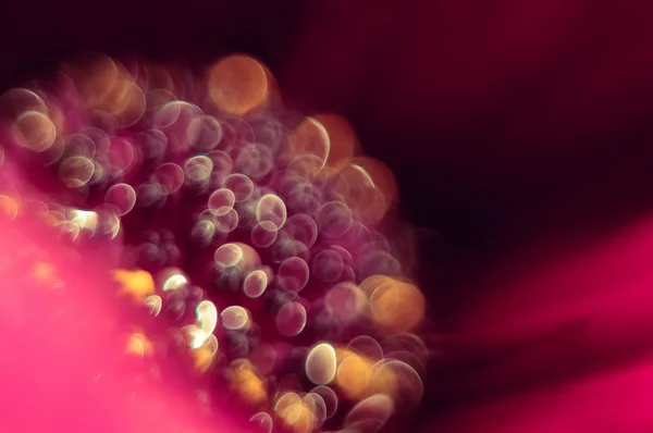 Çiçek ve makro olarak onun aydınlatılmış iç. Damlaları çiy ve yumuşak ışığı yanıp söner. Nasıl rüyalar. Sanat fotoğraf işleme. Sanat.