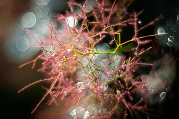 Çiçek ve makro olarak onun aydınlatılmış iç. Damlaları çiy ve yumuşak ışığı yanıp söner. Nasıl rüyalar. Sanat fotoğraf işleme. Sanat.