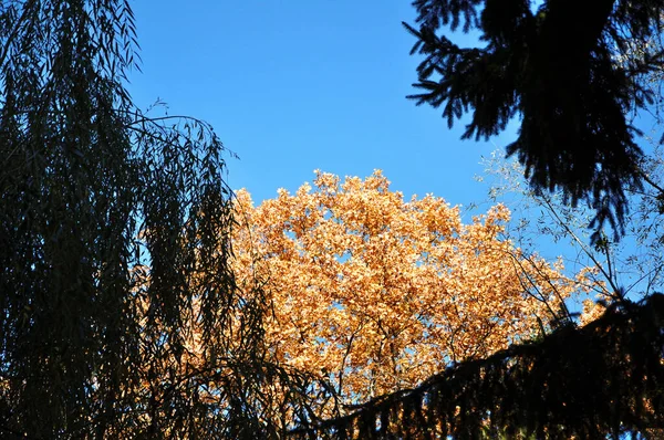 Brown Autumn Image. Blue Sunshine Template. Green Autumn Texture. Yellow Forest Landscape. Botanical Texture. Gold Beauty Tourism. Autumn Fog. Abstract Element.