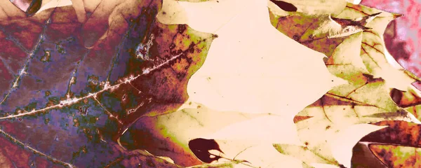 Квітковий Шаблон Бейгі Пастель Форест Прапор Білої Легенди Фіолетовий Стовпчик — стокове фото