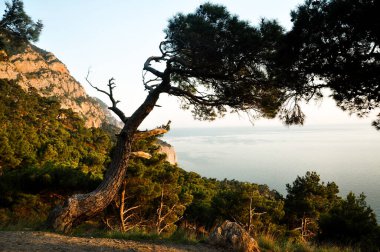 Mavi Dağ Arkaplanı. Yeşil Sonbahar Şablonu. Orange Mountain Fotoğrafçılık. Sarı Günışığı Şablonu. Altın Organik Dekor. Altın Renkli Doğa. Altın Soyut Arkaplan.