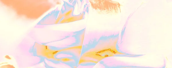 Canva Botânica Laranja Fundo Floral Branco Banner Pastel Elegance Cartaz — Fotografia de Stock