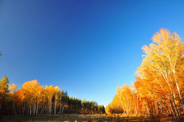 Narancs Őszi Dekoráció Kék Fényes Hegyi Táj Sárga Őszi Zöldség — Stock Fotó