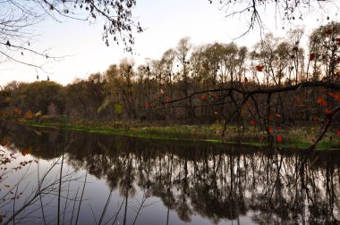 Güzel Şelale. Altın Sonbahar Şablonu. Turuncu Şelale Fotoğrafçılığı. Sarı Parlak Orman. Altın Botanik dokusu. Sonbahar Ortamı. Güzel bir tatil. Soyut Resim.