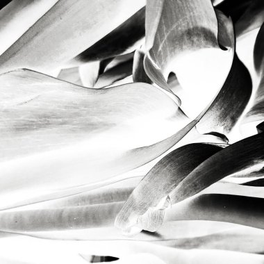 Siyah Yaprak İllüstrasyonu. Gri Botanik Şablonu. Parlak Aşk Dekorasyonu. Koyu Serin Görüntü. Taze geçmiş. Beyaz Kadın Tasarımı. Doğa Gazetesi. Soyut Desen.