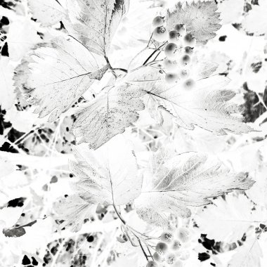 Beyaz Çiçek Tasarımı. Parlak Bahçe Kartpostalı. Karanlık Modern İmaj. Siyah Zarif Doku. Güzellik Kanvası. Gri Kadın Tasarımı. Yeşillik Arkaplanı. Soyut Desen.