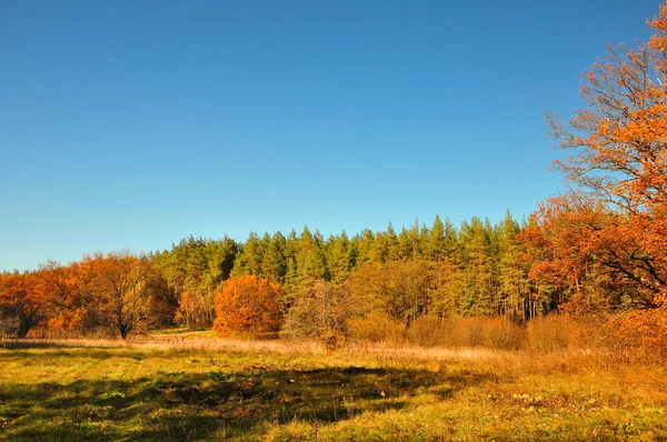 Canva Autunno Marrone Golden Bright Forest Verde Autunno Turismo Texture — Foto Stock