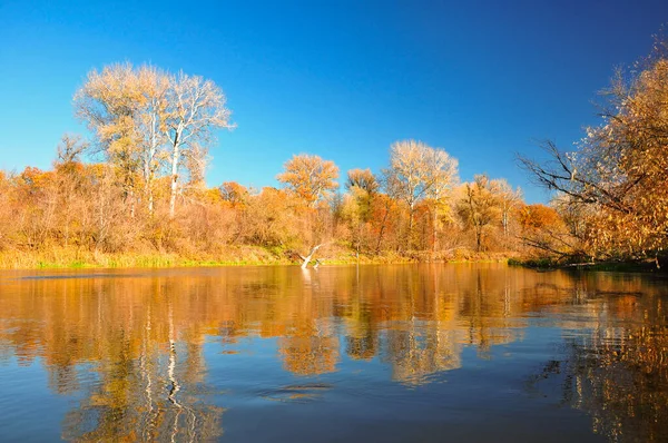 Dimmig Skog Orange Höstlöv Guld Tropiskt Vattenfall Gyllene Oktober Bakgrund — Stockfoto