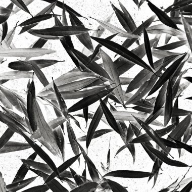 Beyaz Kaktüs Kartpostalı. Parlak Tropikal Arka plan. Gri Tarz Arkaplanı. Siyah Zarif Doku. Güzel görüntü. Karanlık Kadın Tasarımı. Orman Dekorasyonu. Soyut Kanva.