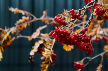 Rowanberry