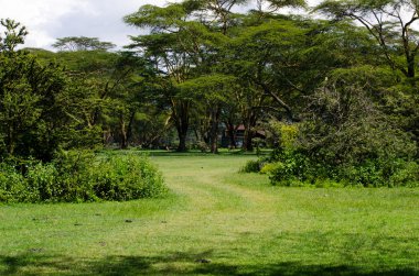 Ik_8304_The yolu ormandaki