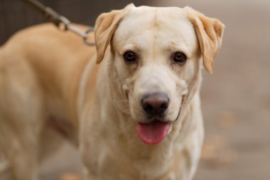 Labrador köpek parkta yürüyen